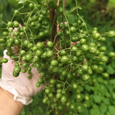 金果榄种子