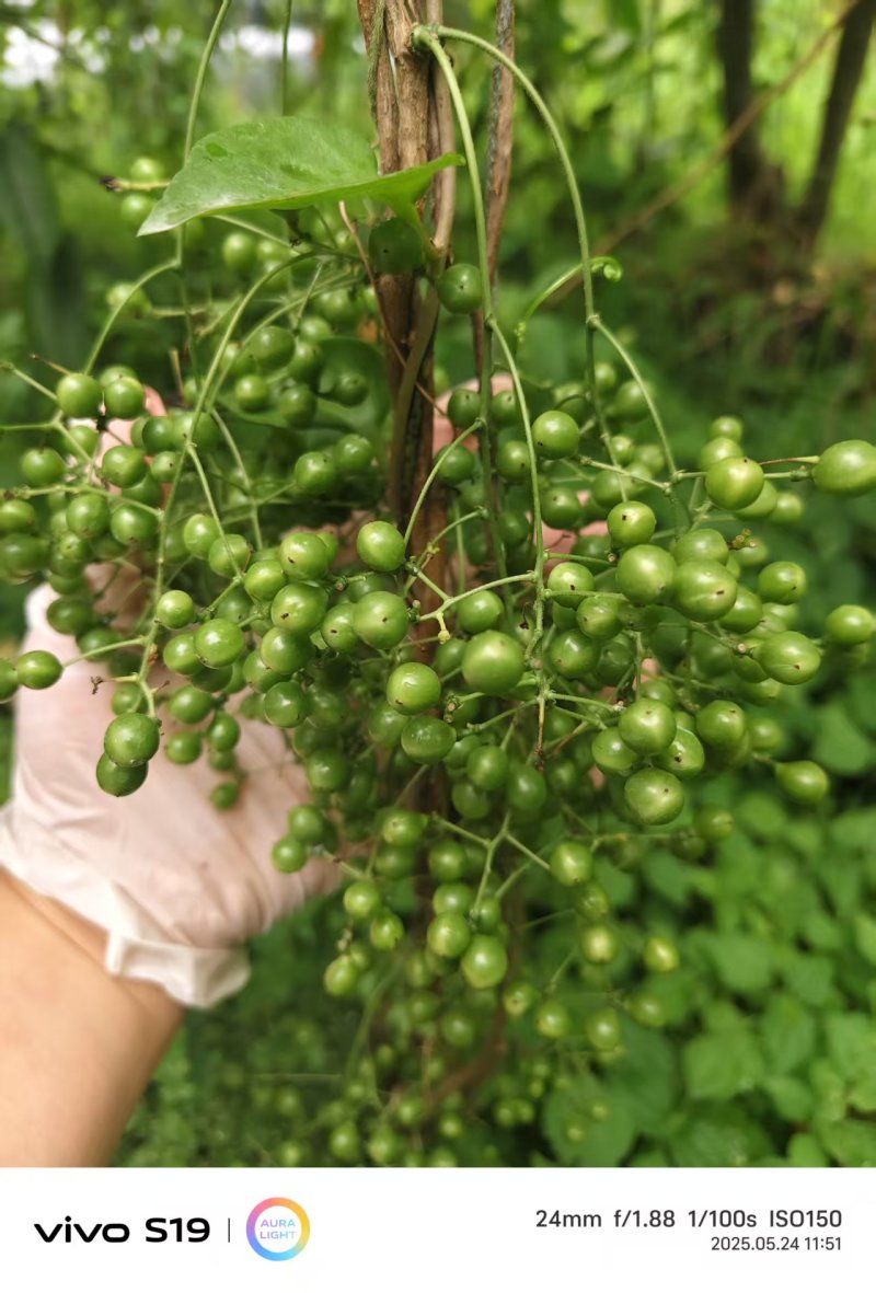 金果榄种子
