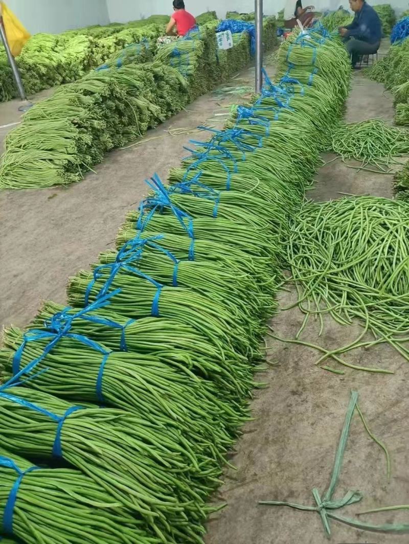 千亩现摘现发精品王中王豆角发全国！一手货源！不满意包退！