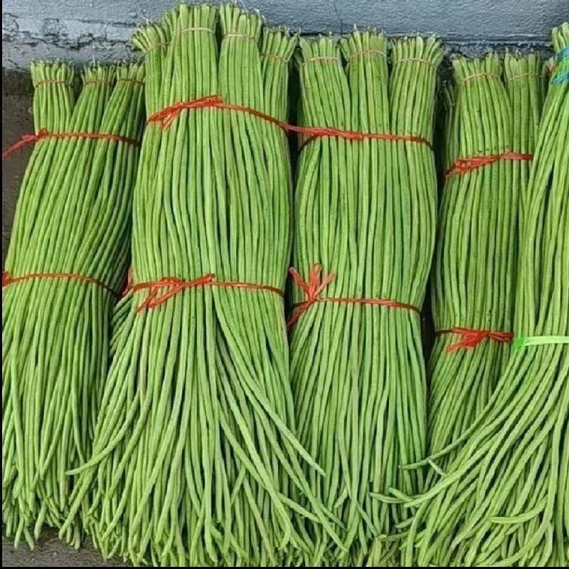 千亩精品豆角发全国！基地直供一手货源！质量好！不满意包退