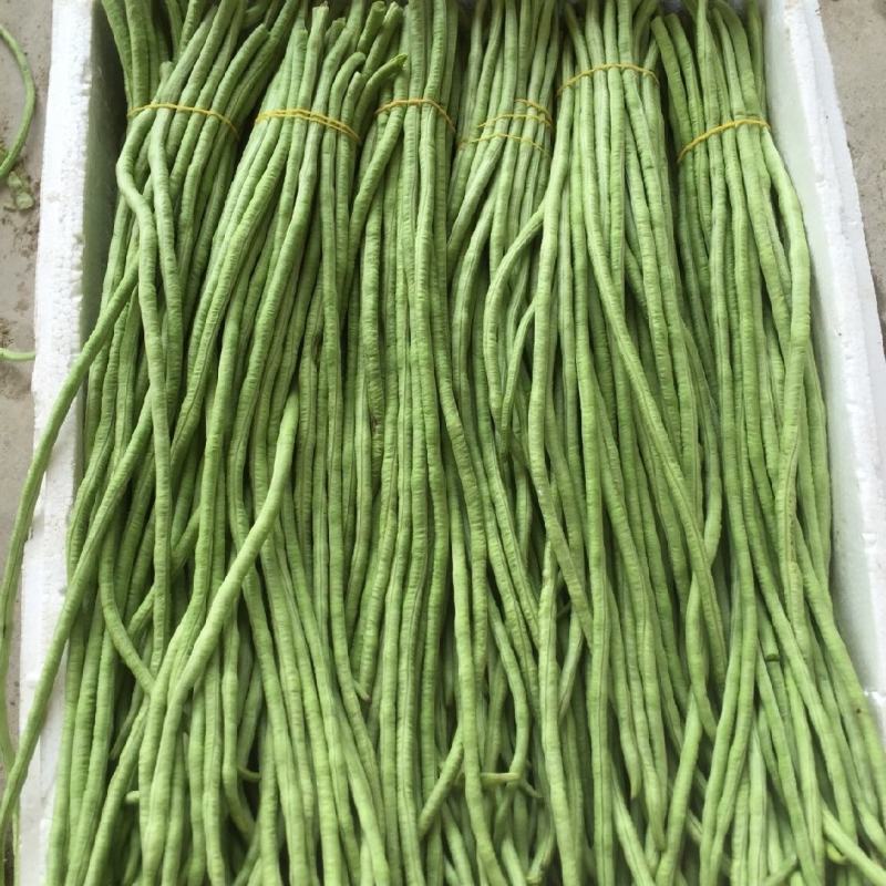 千亩精品豆角发全国！基地直供一手货源！质量好！不满意包退