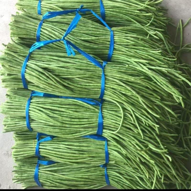 千亩精品豆角发全国！基地直供一手货源！质量好！不满意包退