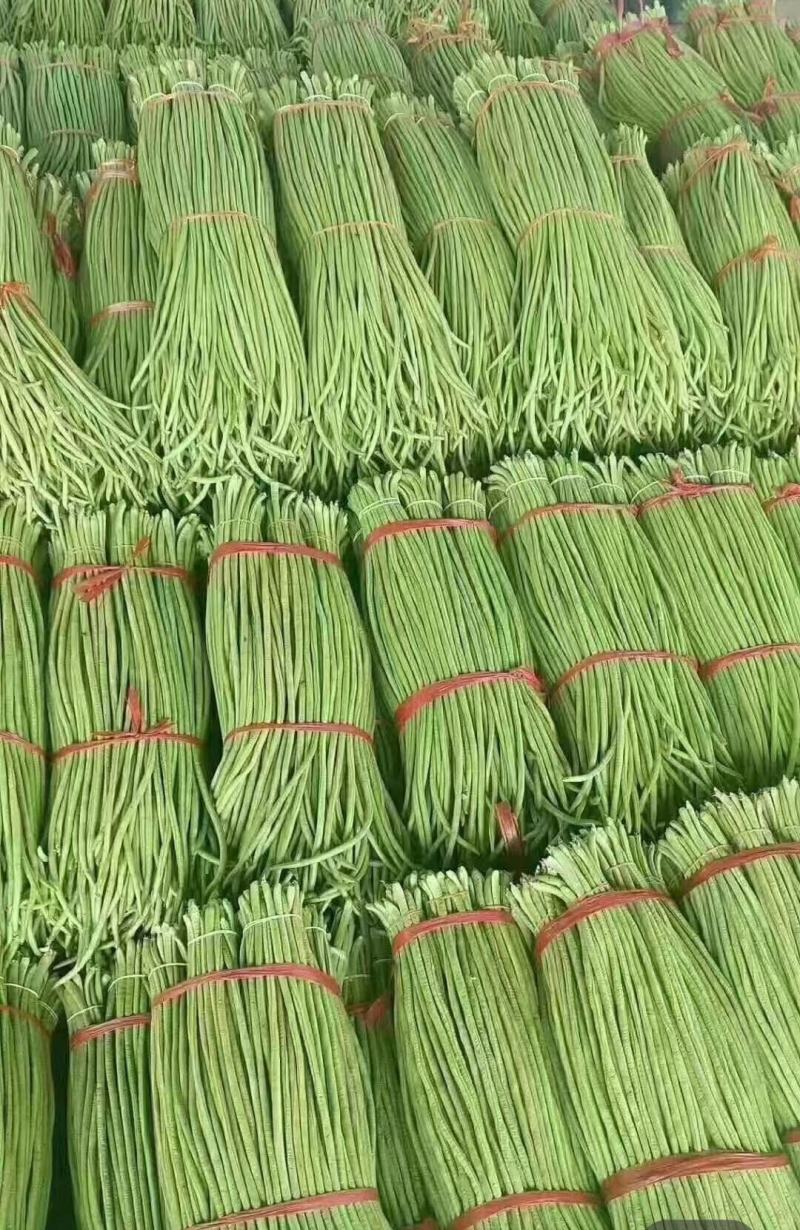 千亩精品豆角发全国！基地直供一手货源！质量好！不满意包退
