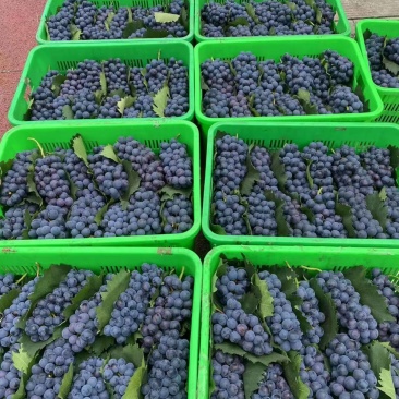 夏黑葡萄