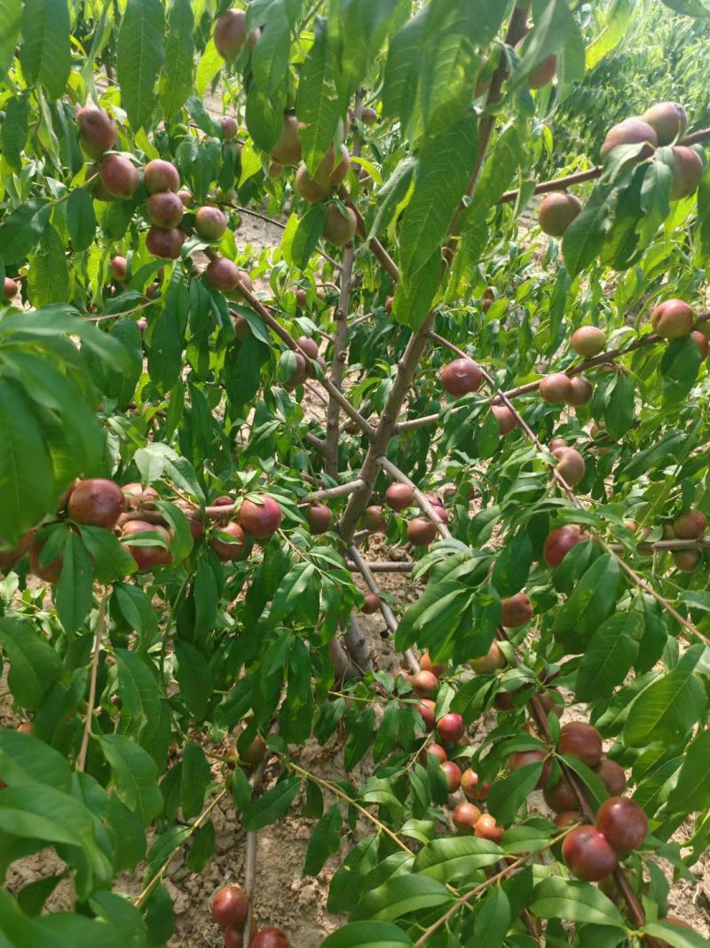 陕西黄龙珍珠枣油桃