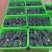 夏黑纯甜20万斤
