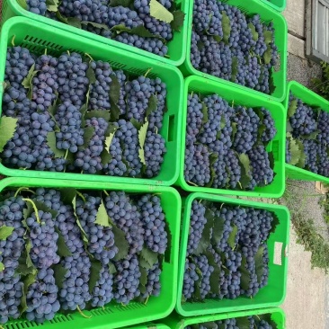 夏黑纯甜20万斤