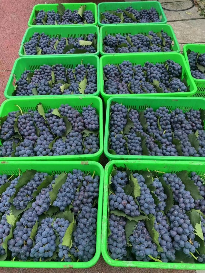 夏黑纯甜20万斤