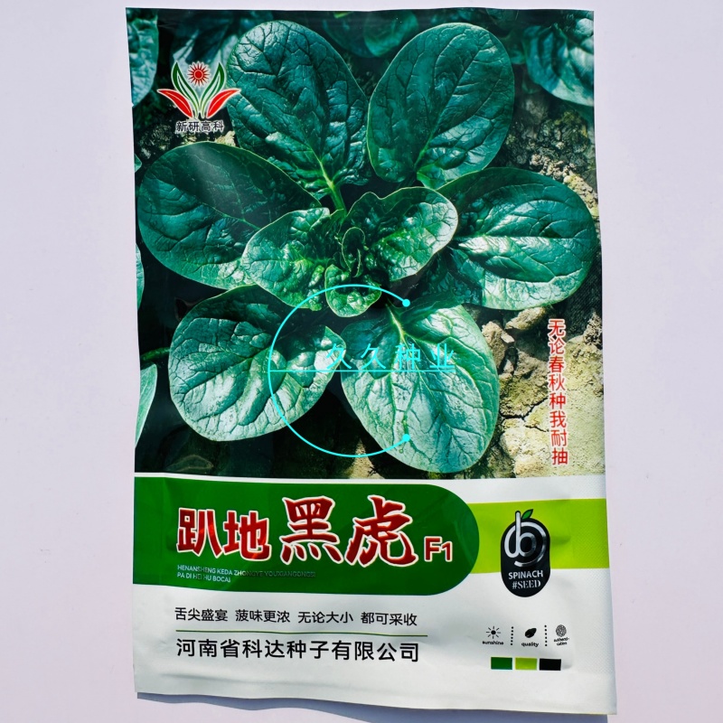 趴地黑虎趴地菠菜种子深绿油亮高产耐寒抗病商品性佳