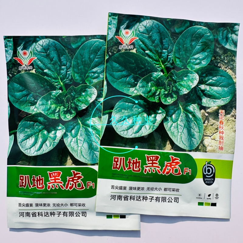 趴地黑虎趴地菠菜种子深绿油亮高产耐寒抗病商品性佳