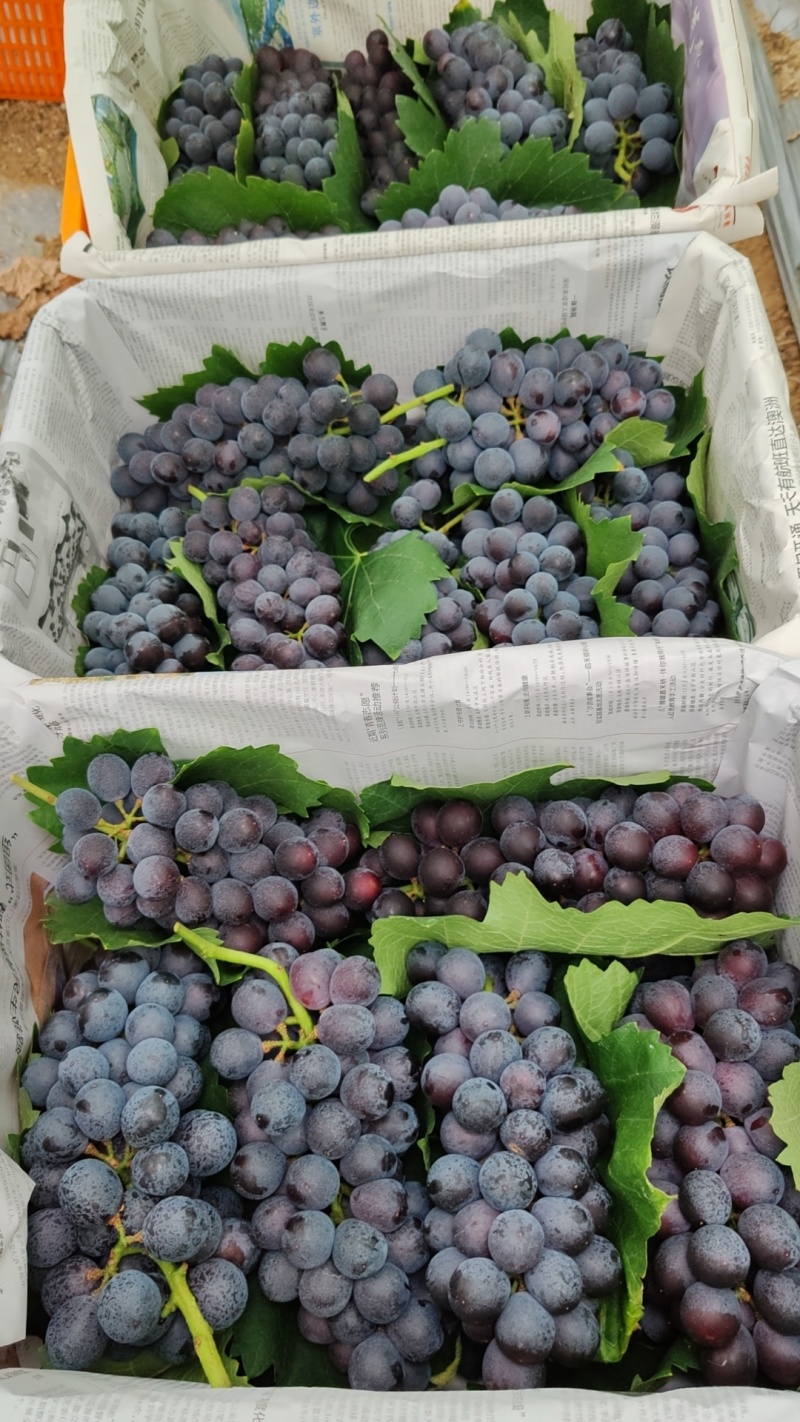 夏黑葡萄上市了