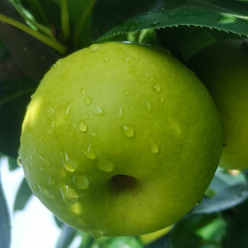 翠玉梨（518）