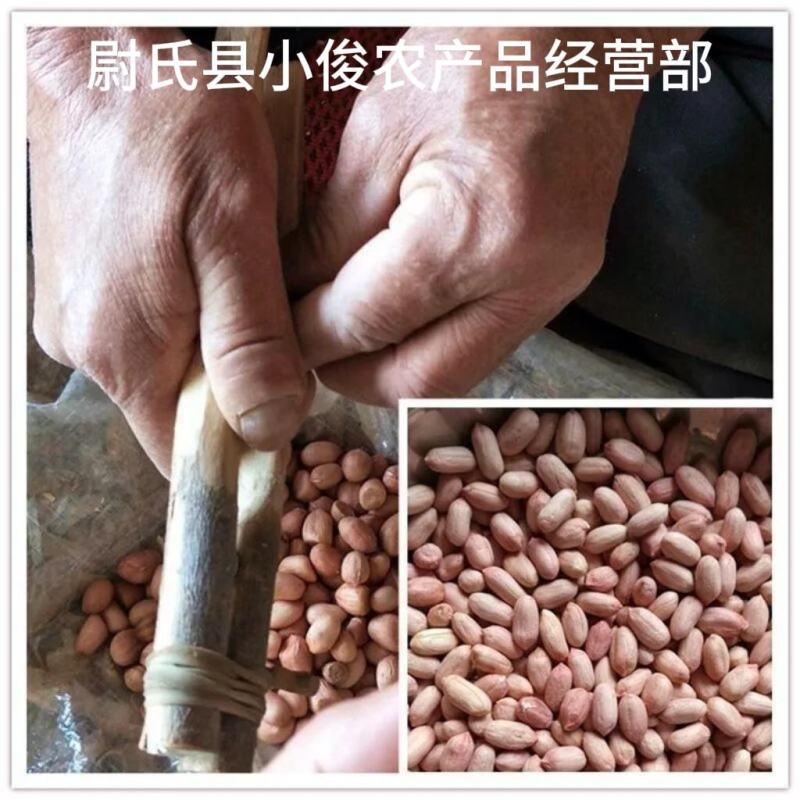 河南开封花生米种花育25花育9616发芽精品手剥米芽菜米