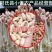 河南开封花生米种花育25花育9616发芽精品手剥米芽菜米