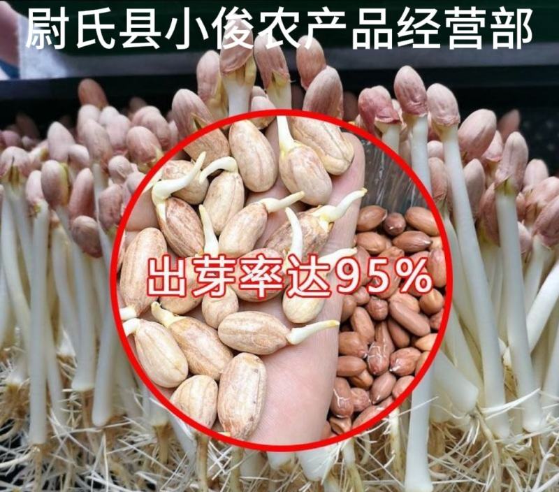 河南开封花生米种花育25花育9616发芽精品手剥米芽菜米