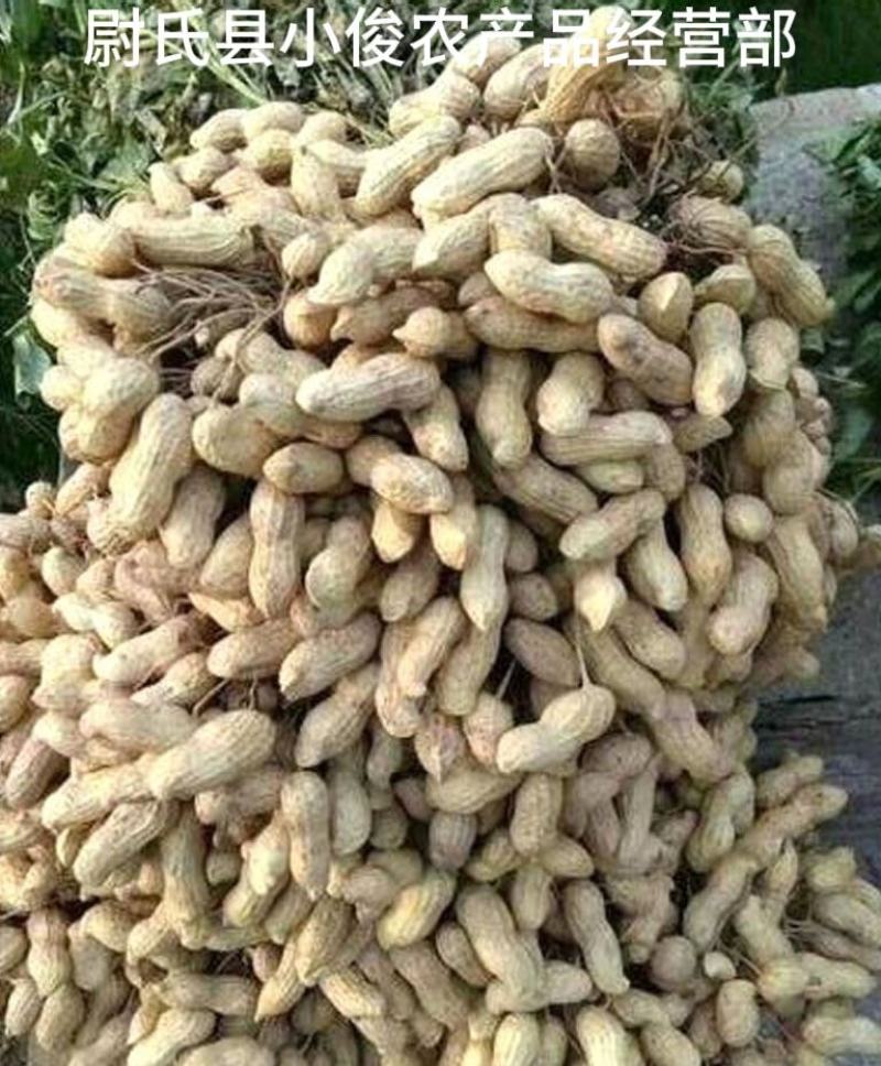 河南开封花生米种花育25花育9616发芽精品手剥米芽菜米