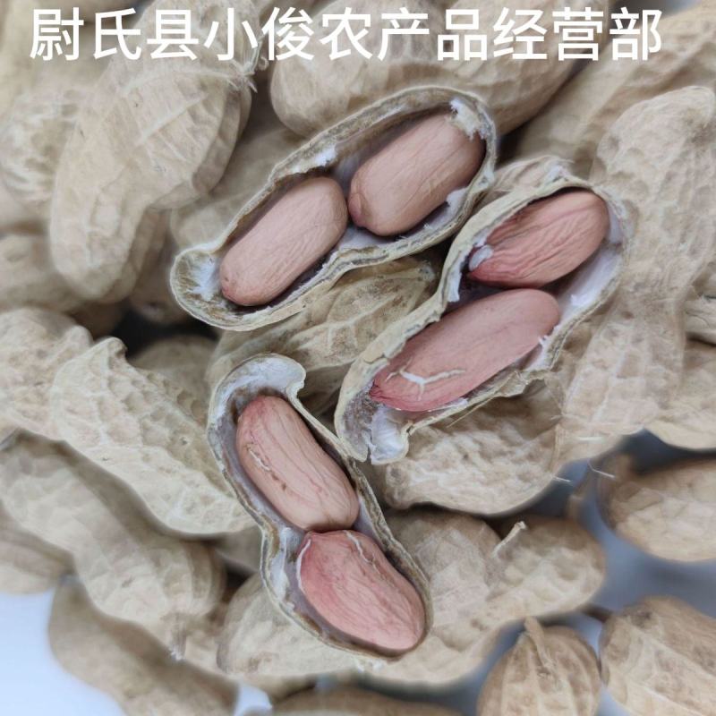 河南开封花生米种花育25花育9616发芽精品手剥米芽菜米