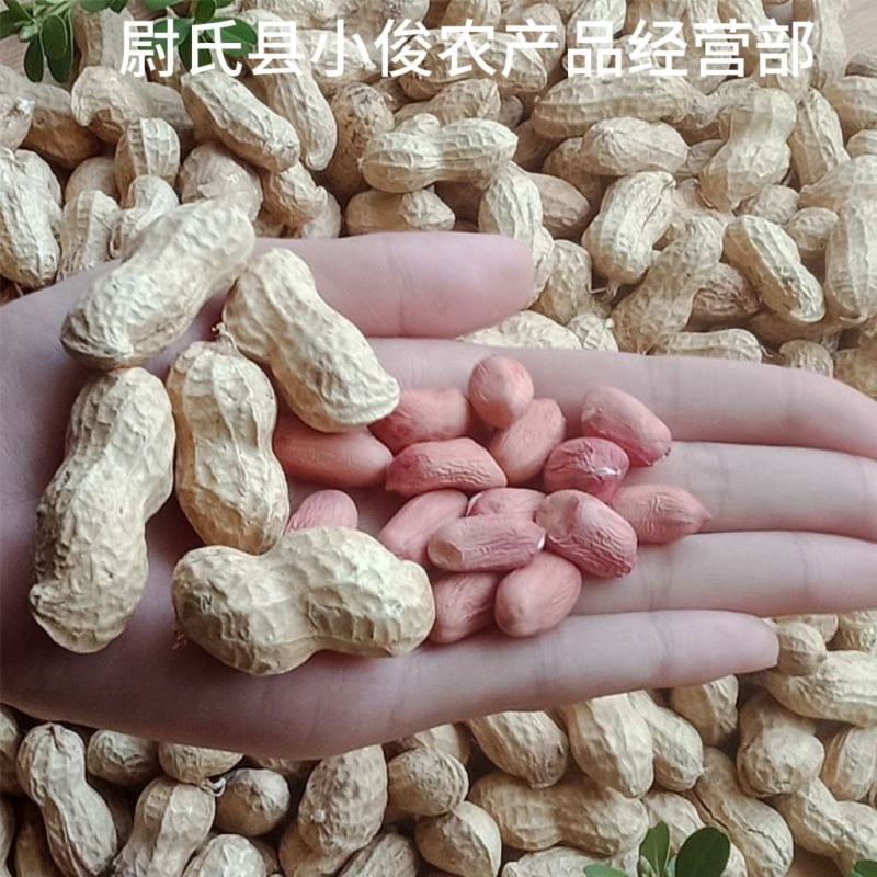 河南开封花生米种花育25花育9616发芽精品手剥米芽菜米