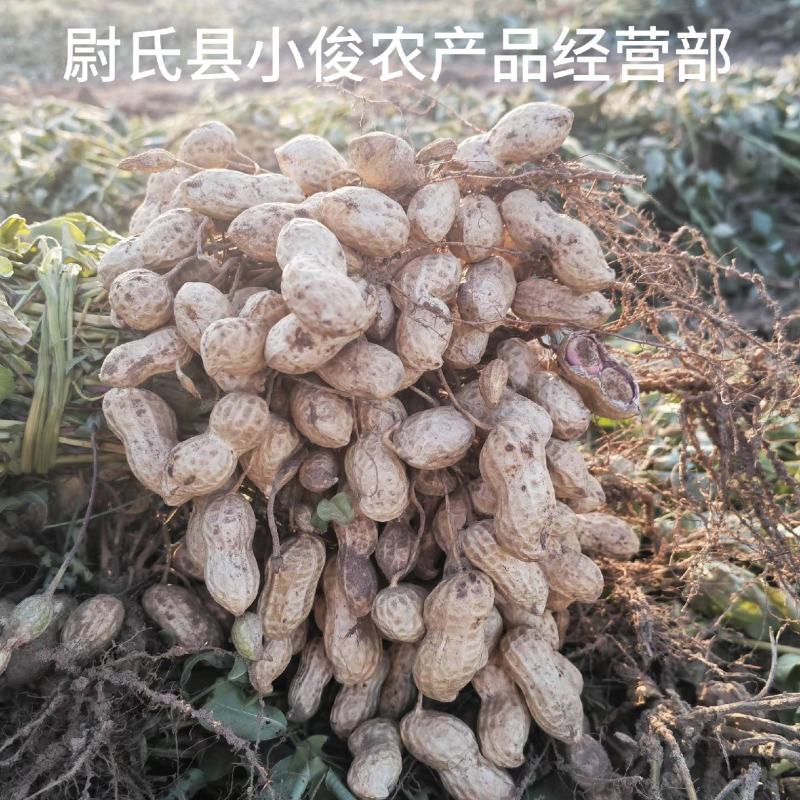 河南开封花生米种花育25花育9616发芽精品手剥米芽菜米