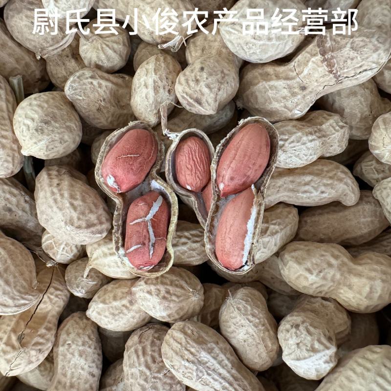 河南开封花生米种花育25花育9616发芽精品手剥米芽菜米