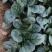 黑木耳甜菠菜种子菠菜种籽生长速度快耐寒高产越冬蔬菜种子