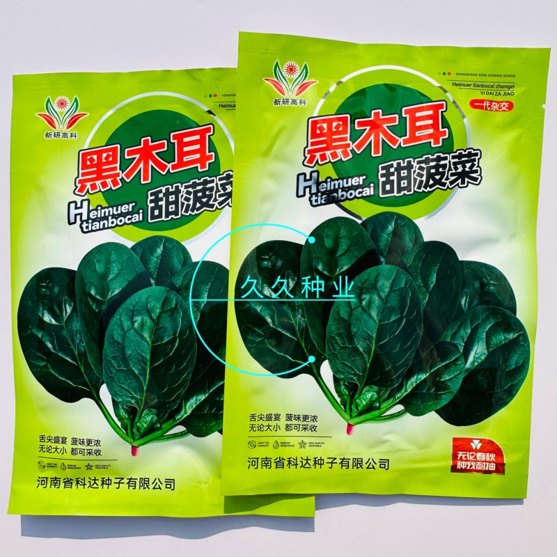 黑木耳甜菠菜种子菠菜种籽生长速度快耐寒高产越冬蔬菜种子