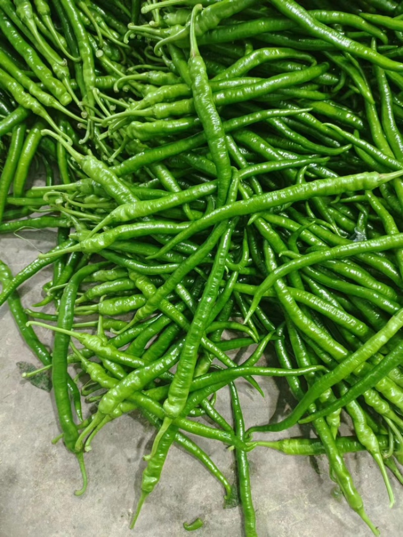 8号线椒