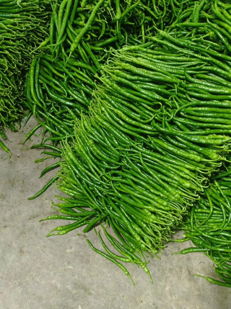 8号线椒