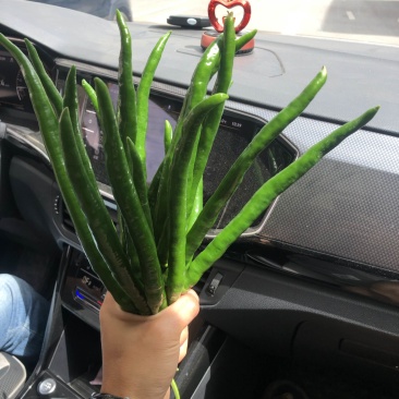 3号线椒