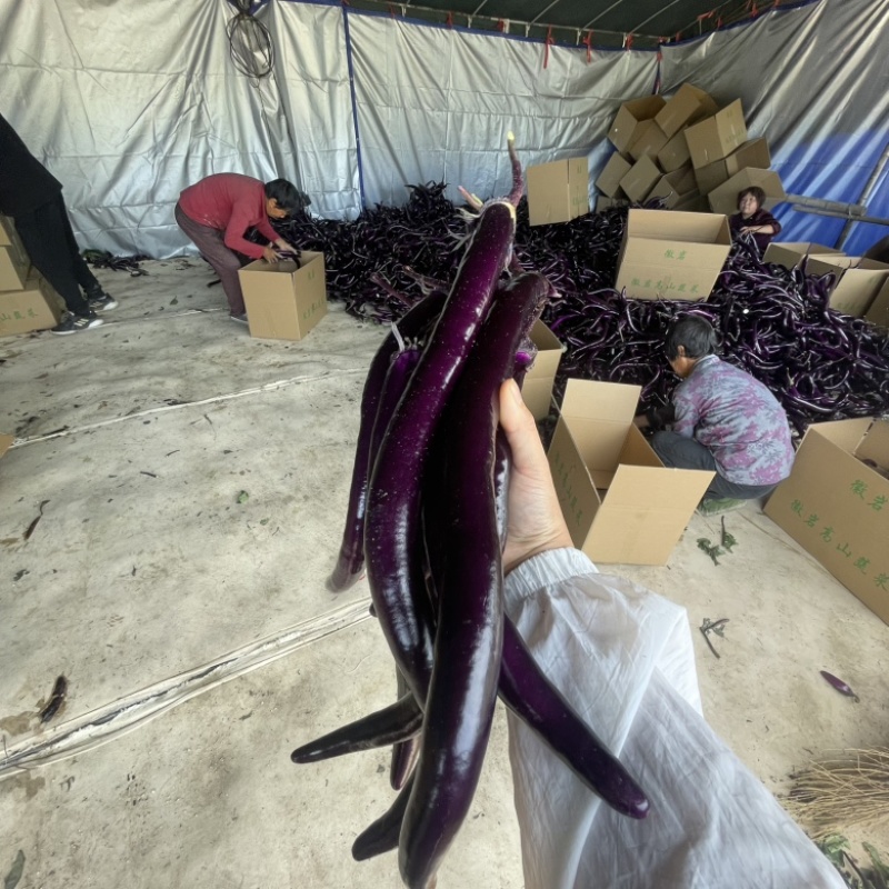 高山精品红线茄价格实惠欢迎咨询