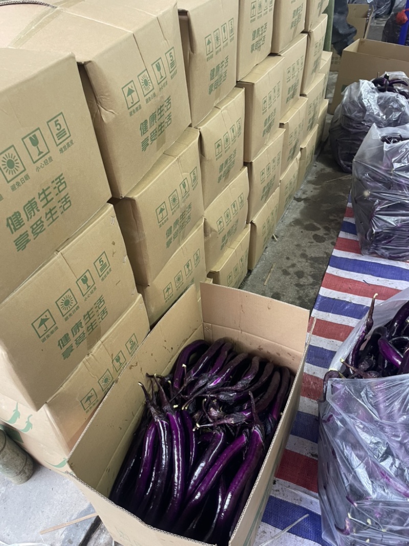 高山精品红线茄价格实惠欢迎咨询