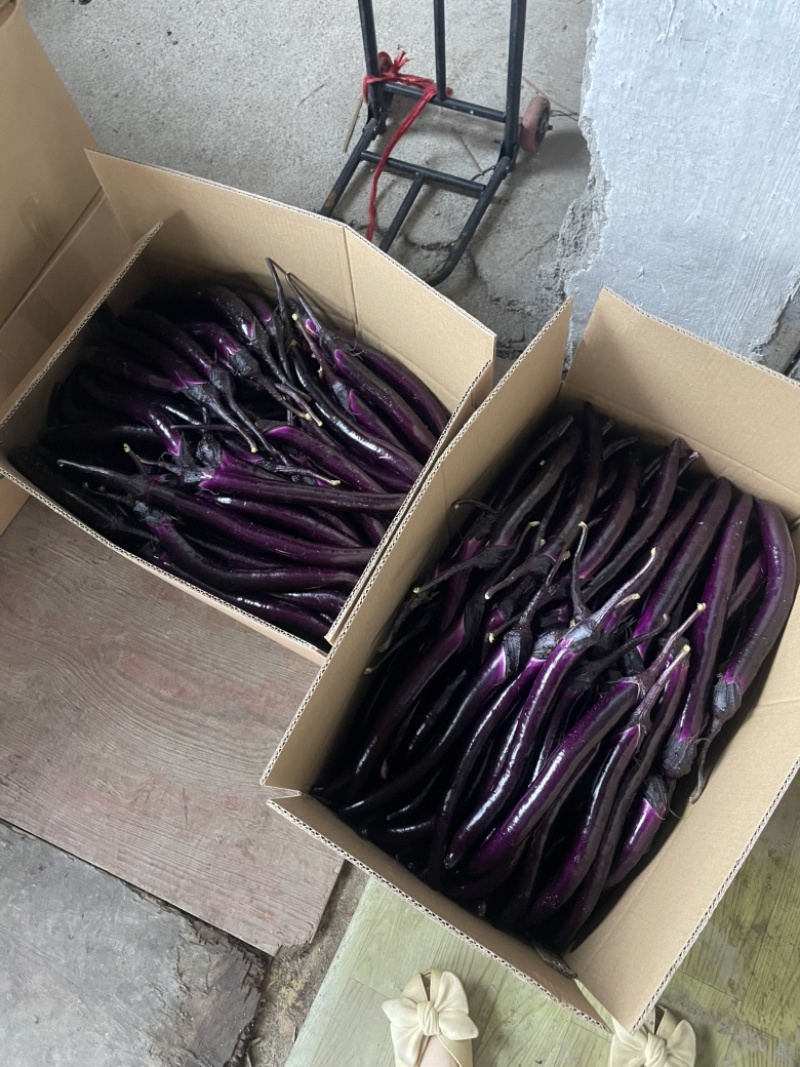 高山精品红线茄价格实惠欢迎咨询