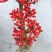 热销四季开花佛肚海棠块根植物一物一拍观花佛肚树多肉植物盆