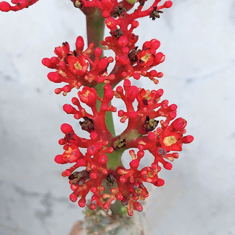 热销四季开花佛肚海棠块根植物一物一拍观花佛肚树多肉植物盆