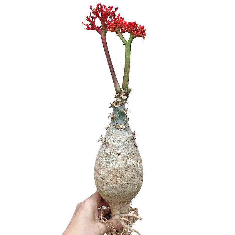 热销四季开花佛肚海棠块根植物一物一拍观花佛肚树多肉植物盆