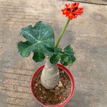热销四季开花佛肚海棠块根植物一物一拍观花佛肚树多肉植物盆
