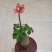 热销四季开花佛肚海棠块根植物一物一拍观花佛肚树多肉植物盆