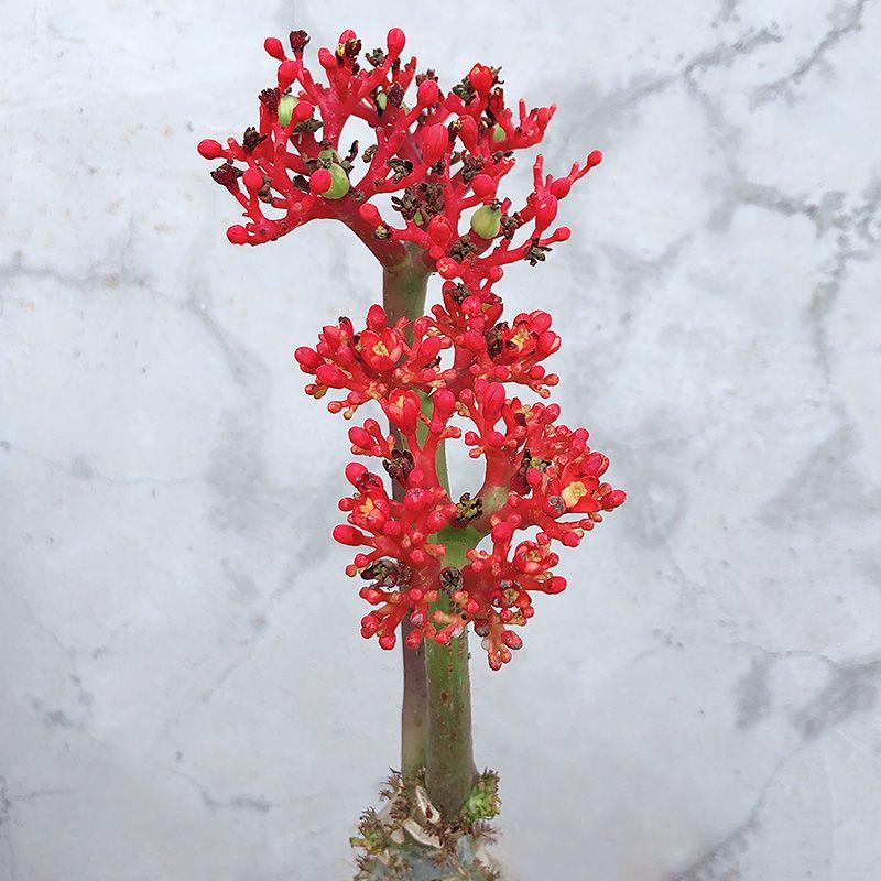 热销四季开花佛肚海棠块根植物一物一拍观花佛肚树多肉植物盆