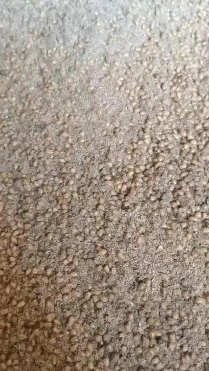 土元虫卵幼虫，包养殖技术，保质保量保成活