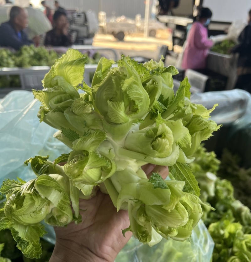 渝早大胖儿菜种子秋播早熟耐寒脆嫩炒食腌制芥菜种籽