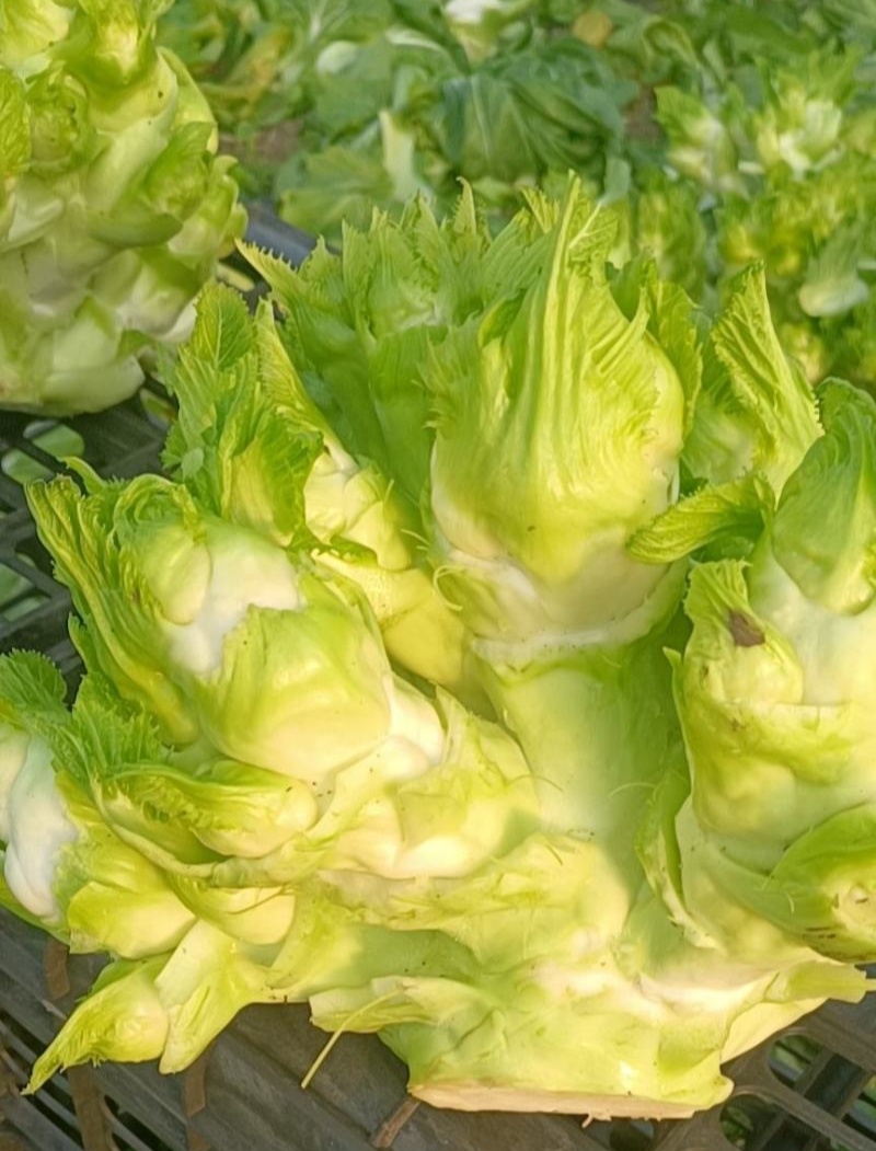 渝早大胖儿菜种子秋播早熟耐寒脆嫩炒食腌制芥菜种籽