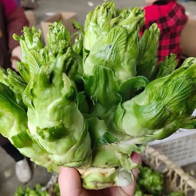 渝早大胖儿菜种子秋播早熟耐寒脆嫩炒食腌制芥菜种籽