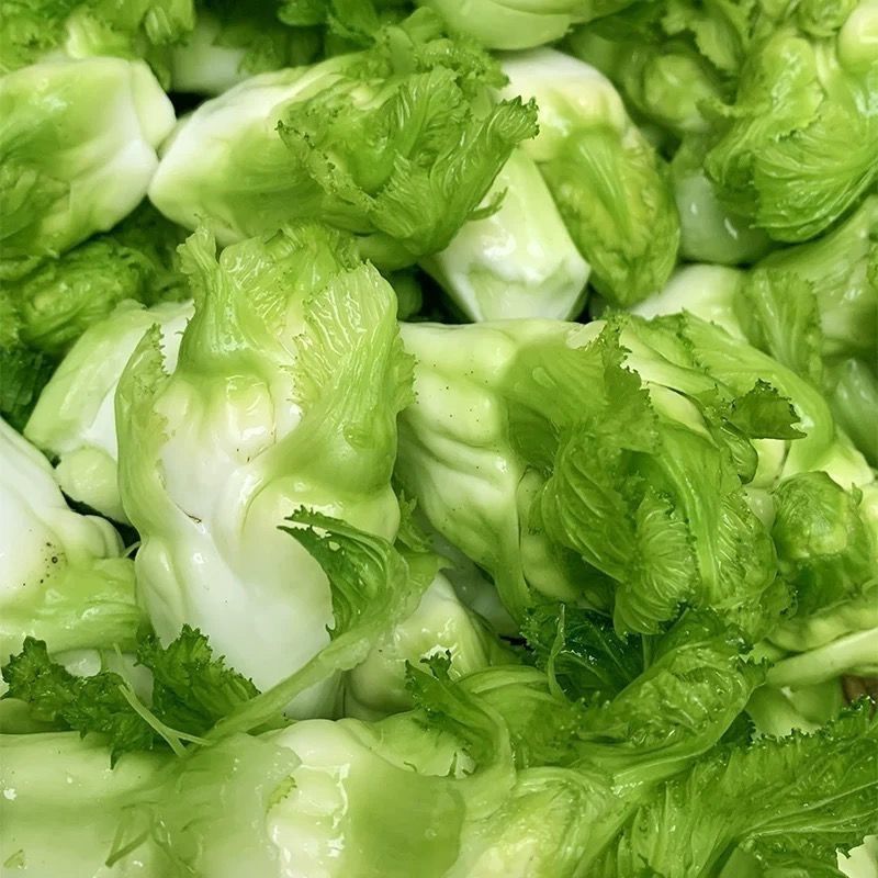 渝早大胖儿菜种子秋播早熟耐寒脆嫩炒食腌制芥菜种籽
