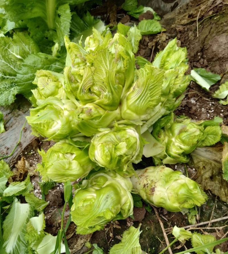 渝早大胖儿菜种子秋播早熟耐寒脆嫩炒食腌制芥菜种籽