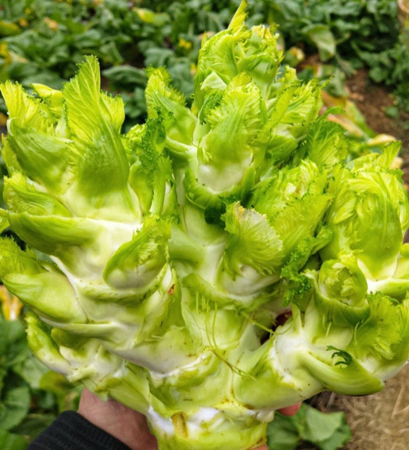 渝早大胖儿菜种子秋播早熟耐寒脆嫩炒食腌制芥菜种籽