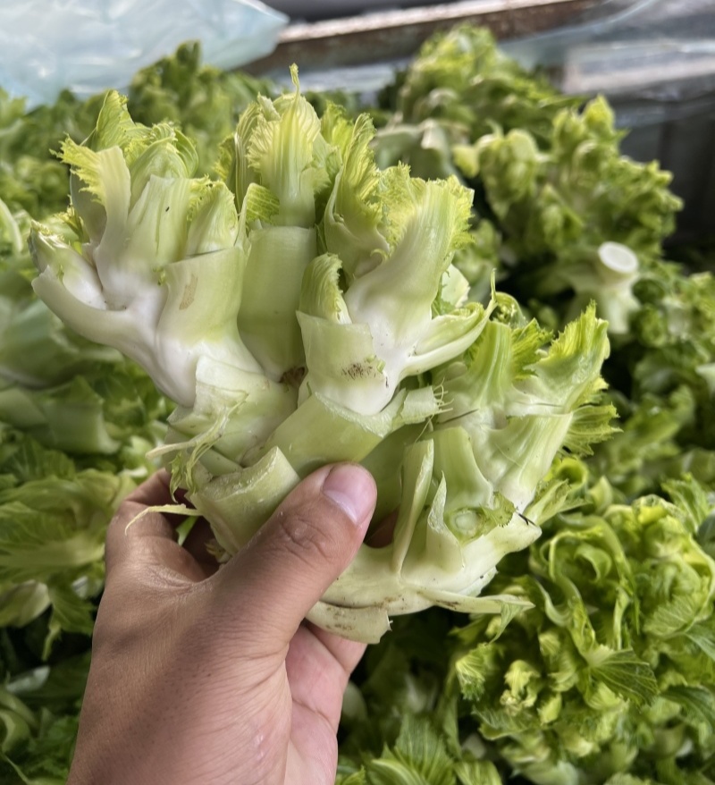 渝早大胖儿菜种子秋播早熟耐寒脆嫩炒食腌制芥菜种籽