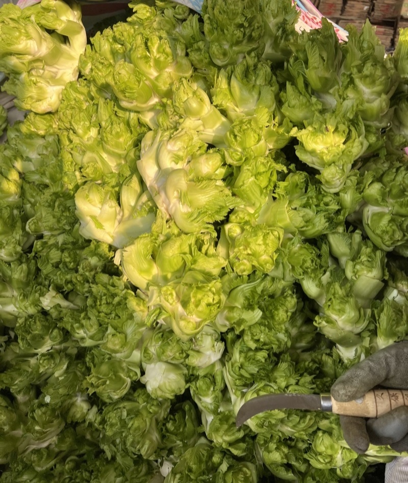 渝早大胖儿菜种子秋播早熟耐寒脆嫩炒食腌制芥菜种籽