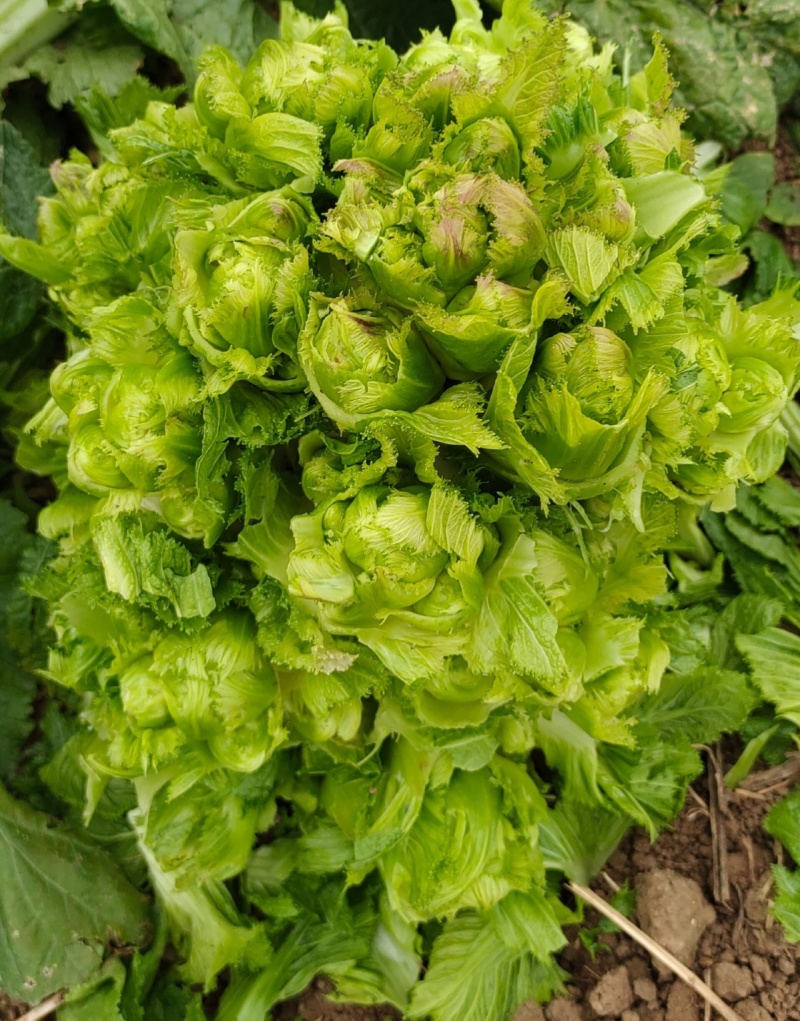 渝早大胖儿菜种子秋播早熟耐寒脆嫩炒食腌制芥菜种籽