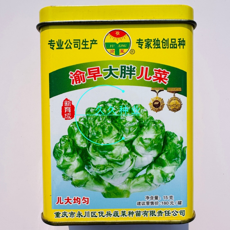 渝早大胖儿菜种子秋播早熟耐寒脆嫩炒食腌制芥菜种籽