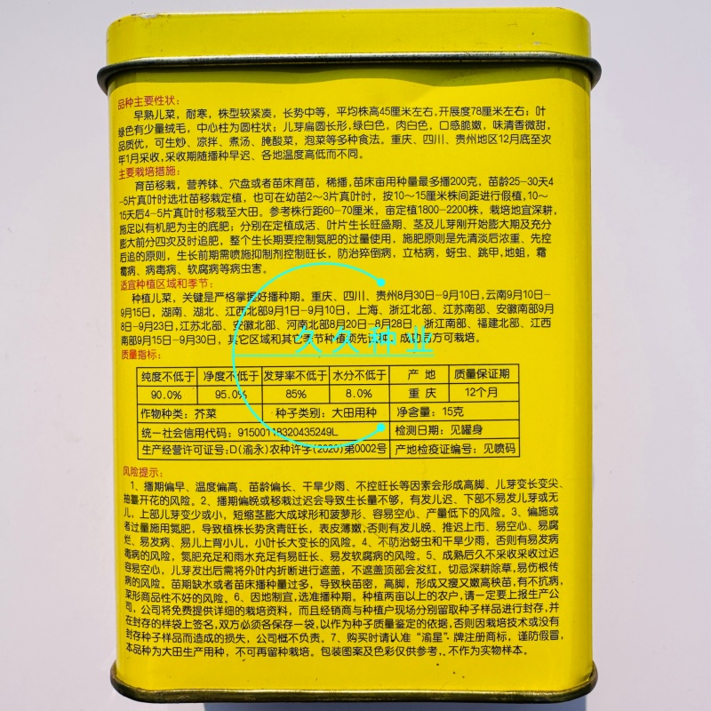 渝早大胖儿菜种子秋播早熟耐寒脆嫩炒食腌制芥菜种籽